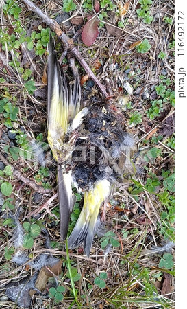 野鳥の死骸 116492172