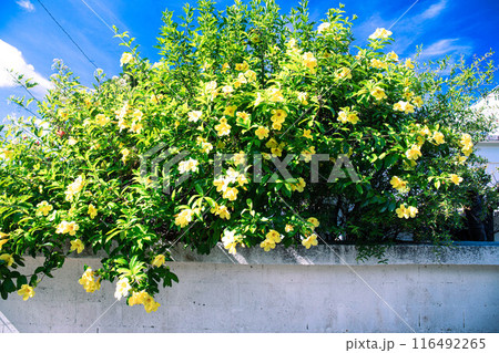 青空とアリアケカズラ 116492265