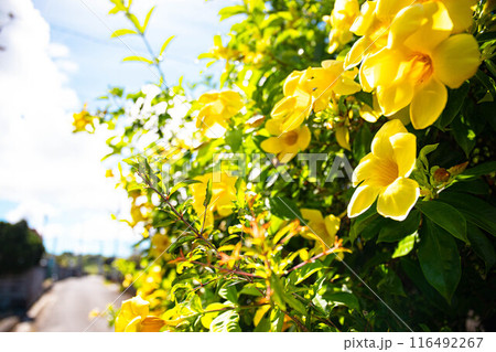 青空とアリアケカズラ 青空とアリアケカズラ 116492267