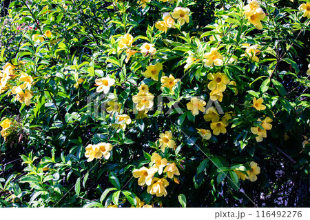 アリアケカズラ満開 116492276