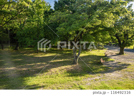 大阪城公園の庭園 116492316