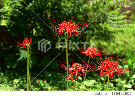 彼岸花艶やか 116492602