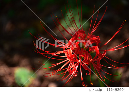彼岸花艶やか 彼岸花艶やか 116492604