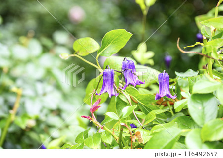 ベル型のクレマチス 夏の花 花 素材 116492657