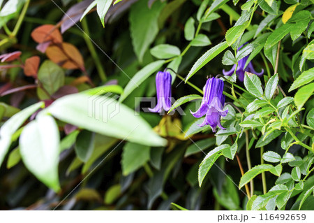 ベル型のクレマチス 夏の花 花 素材 116492659