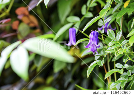 ベル型のクレマチス 夏の花 花 素材 116492660