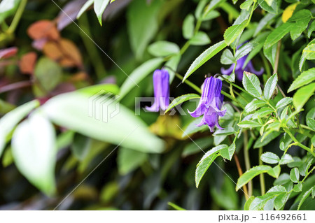 ベル型のクレマチス 夏の花 花 素材 ベル型のクレマチス 夏の花 花 素材 116492661