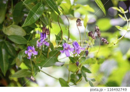ベル型のクレマチス 夏の花 花 素材 ベル型のクレマチス 夏の花 花 素材 116492749
