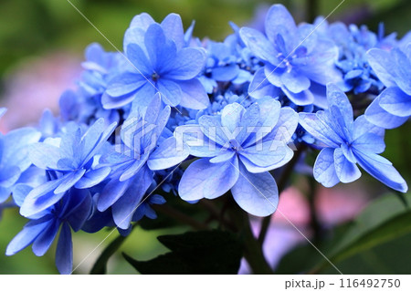 東大寺別院阿弥陀寺の紫陽花 116492750