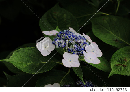 東大寺別院阿弥陀寺の額紫陽花 東大寺別院阿弥陀寺の額紫陽花 116492758