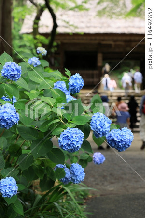 東大寺別院阿弥陀寺の紫陽花 東大寺別院阿弥陀寺の紫陽花 116492852