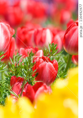 【大阪府】4月・元気に咲いた色とりどりのチューリップ 116492977