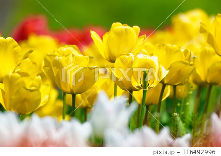 【大阪府】4月・元気に咲いた色とりどりのチューリップ 116492996