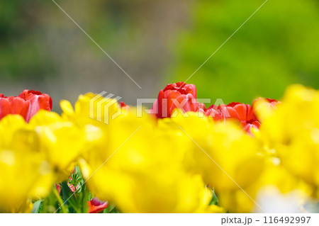【大阪府】4月・元気に咲いた色とりどりのチューリップ 116492997