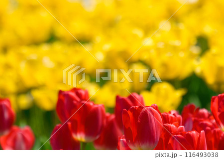 【大阪府】4月・元気に咲いた色とりどりのチューリップ 116493038