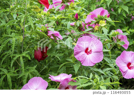 タイタンビカスの花 夏の花 イメージ 116493055
