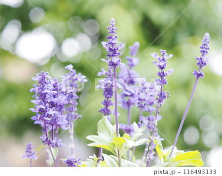 陽射しにきらめくブルーサルビア 116493133