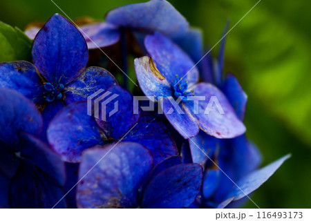 終の紫陽花 終の紫陽花 116493173