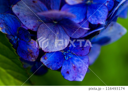 終の紫陽花 終の紫陽花 116493174