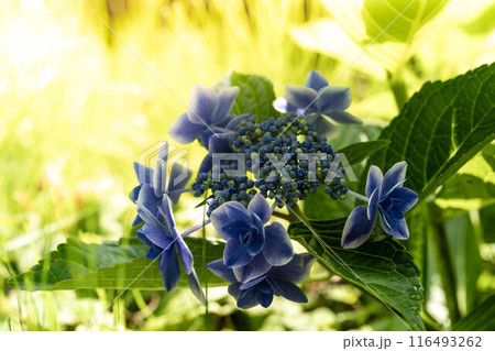 強い日差しの中の青い紫陽花 116493262