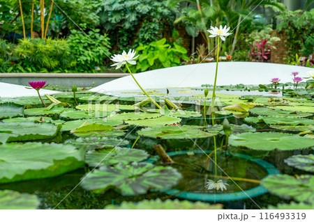 滋賀県草津市 水生植物公園みずの森の温室ロータス館の池に浮かぶ水蓮の花 滋賀県草津市 水生植物公園みずの森の温室ロータス館の池に浮かぶ水蓮の花 116493319