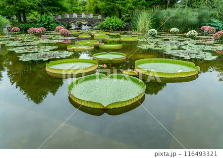滋賀県草津市　水生植物公園みずの森のウォーターガーデン花影の池 116493321