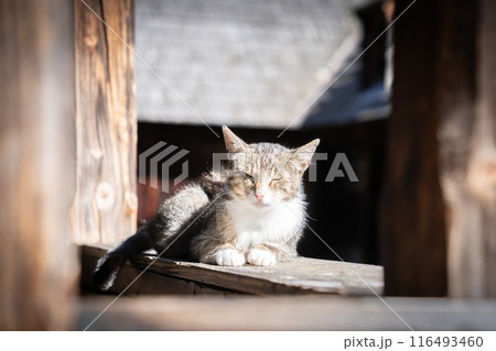 Grey and white domestic cat falling asleep, relaxing on the wooden beams of an old house Grey and white domestic cat falling asleep, relaxing on the wooden beams of an old house 116493460