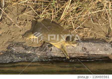 愛嬌のある顔で甲羅干しをするスッポン 愛嬌のある顔で甲羅干しをするスッポン 116493561