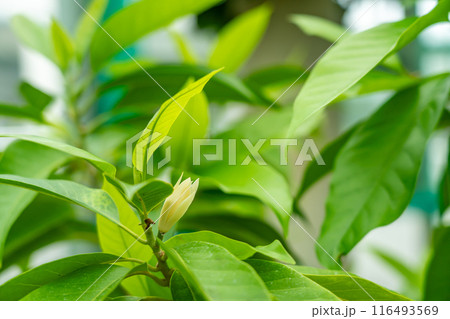 滋賀県草津市 水生植物公園みずの森の温室ロータス館に咲く芳香を放つギンコウボク 滋賀県草津市 水生植物公園みずの森の温室ロータス館に咲く芳香を放つギンコウボク 116493569