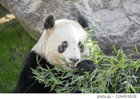 笑顔で笹の葉を食べるパンダ 116493616