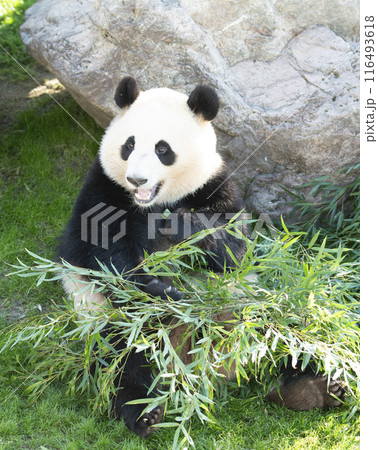 笹を食べるパンダ 116493618