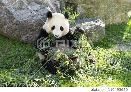 パンダのもぐもぐタイム 116493620