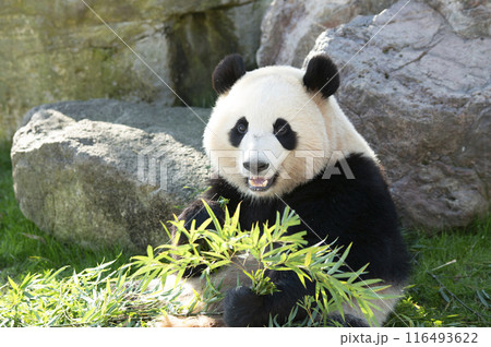ジャイアントパンダ 116493622