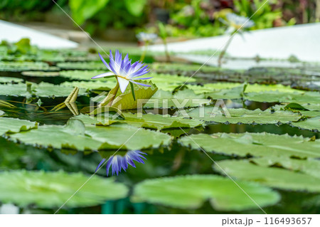 滋賀県草津市　水生植物公園みずの森の温室ロータス館の池に浮かぶ水蓮の花 116493657