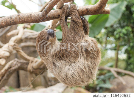 木にぶら下がって眠るナマケモノ 116493682