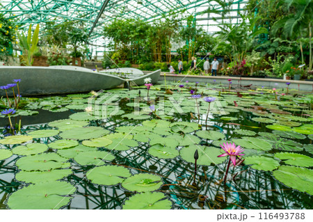 滋賀県草津市　水生植物公園みずの森の温室ロータス館の池に浮かぶ水蓮池 116493788