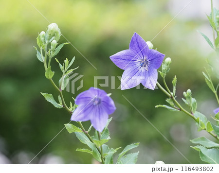 庭に咲くキキョウの花 116493802