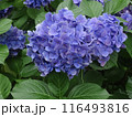 紫陽花 116493816