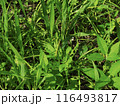 バッタ 116493817