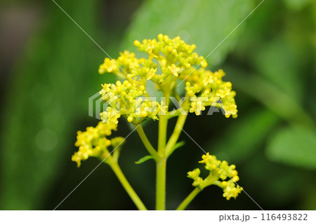 黄色い小さな小花がたくさん集まって散房状に咲く秋の七草の一つオミナエシ（自然光マクロ接写） 116493822