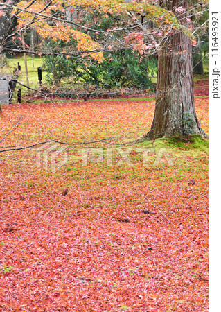 大原 三千院 有清園の美しい散りもみじ(京都市左京区) 大原 三千院 有清園の美しい散りもみじ(京都市左京区) 116493921