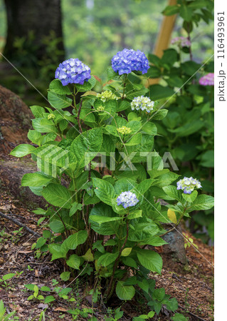 青い紫陽花 116493961