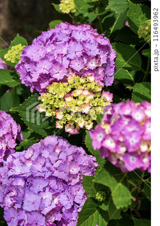 梅雨に咲く紫陽花 116493962