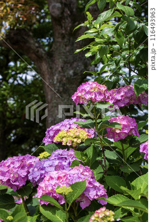 ピンク色の紫陽花が綺麗 116493963