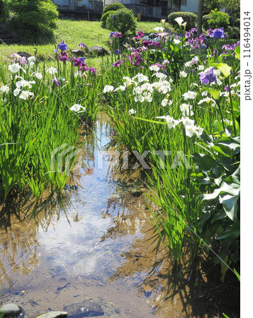 静岡県　山田川親水公園の花菖蒲　6月 116494014