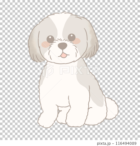 Shih Tzu sitting 116494089