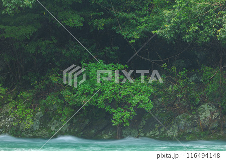 夏の綾川 116494148