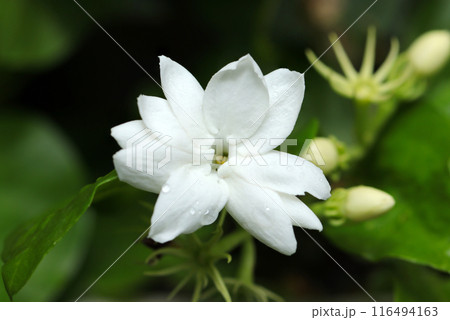 アラビアンジャスミンの白い花（マツリカ、サンバク、自然光マクロ接写）） 116494163