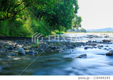 夏の綾川 116494293
