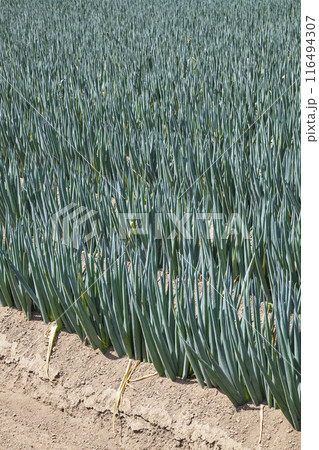 ネギ畑のある夏の田園風景 鳥取県 八頭町 116494307